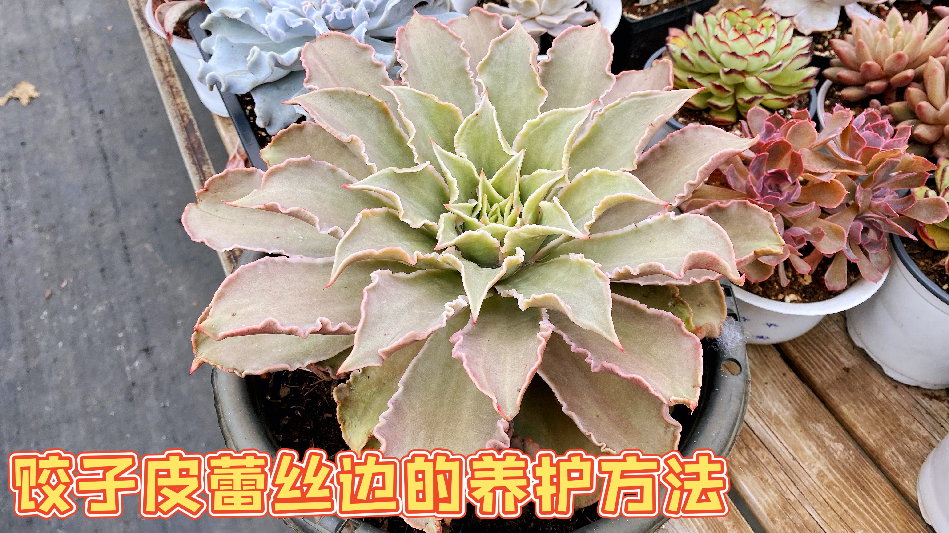 饺子皮如何养护才会卷叶并且有蕾丝边呢?今天的视频来解答疑惑啦