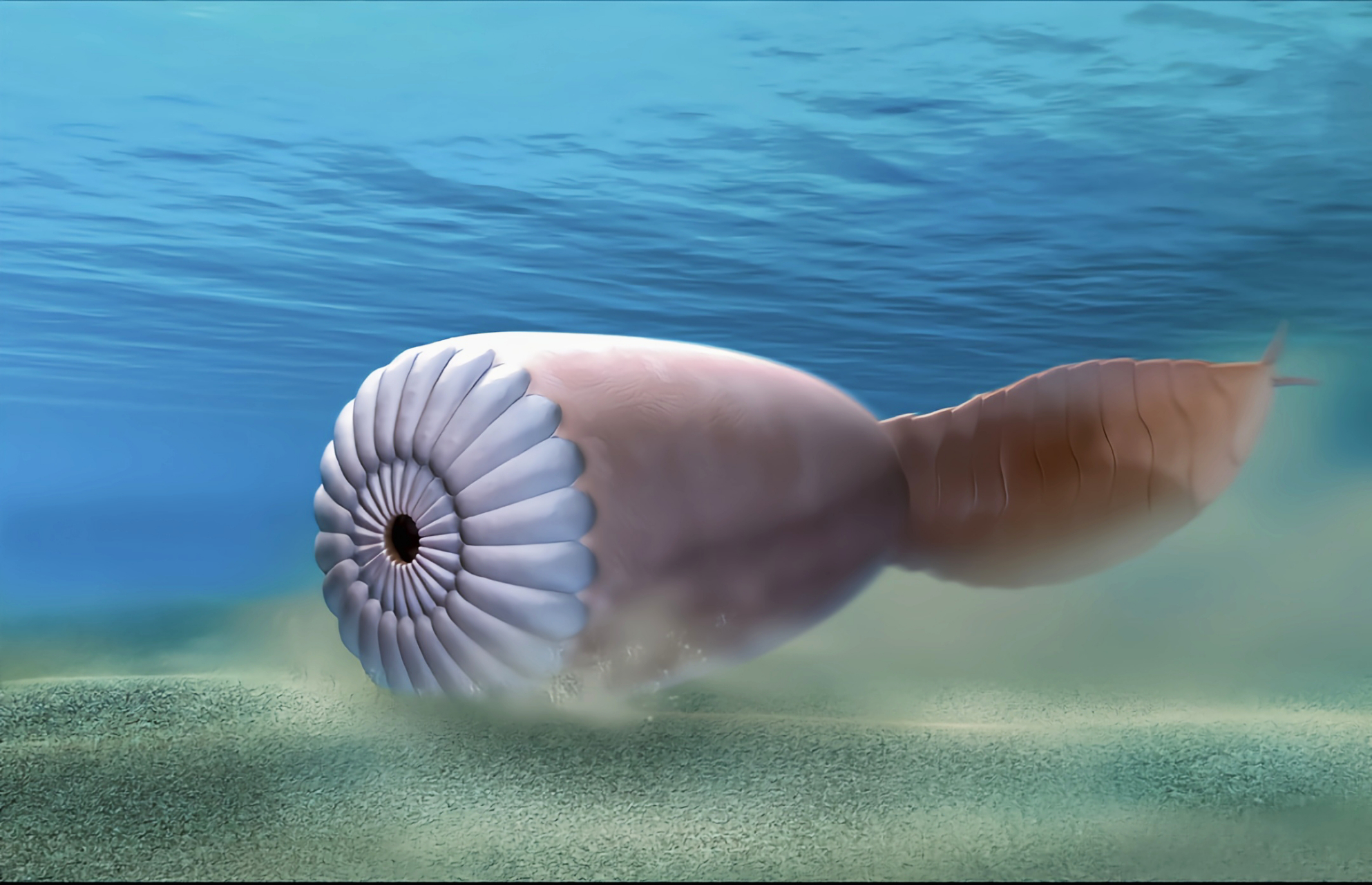 远古生物探秘——皇冠西大虫 皇冠西大虫这个奇葩的名