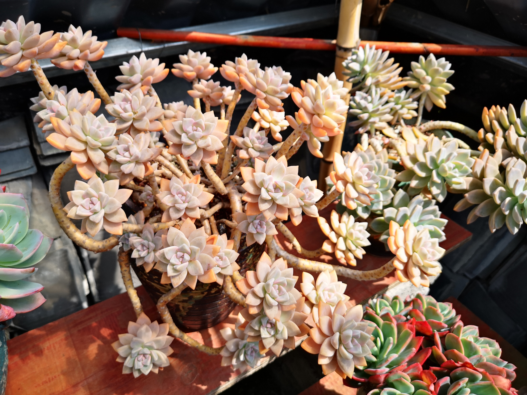 淡雪养成老桩真漂亮.