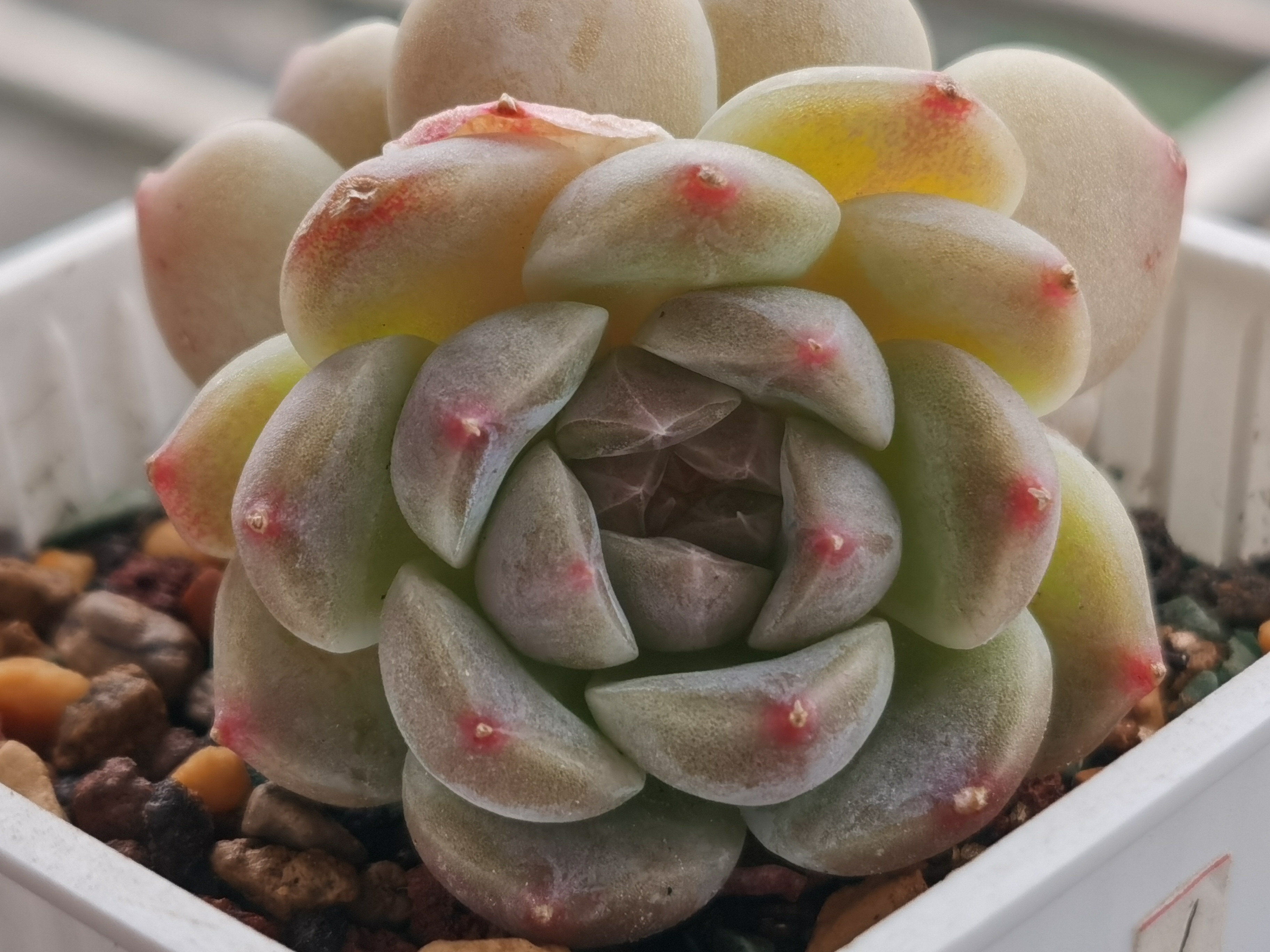 多肉秘境冰魄,发根服盆快,看看一个月后的变化吧