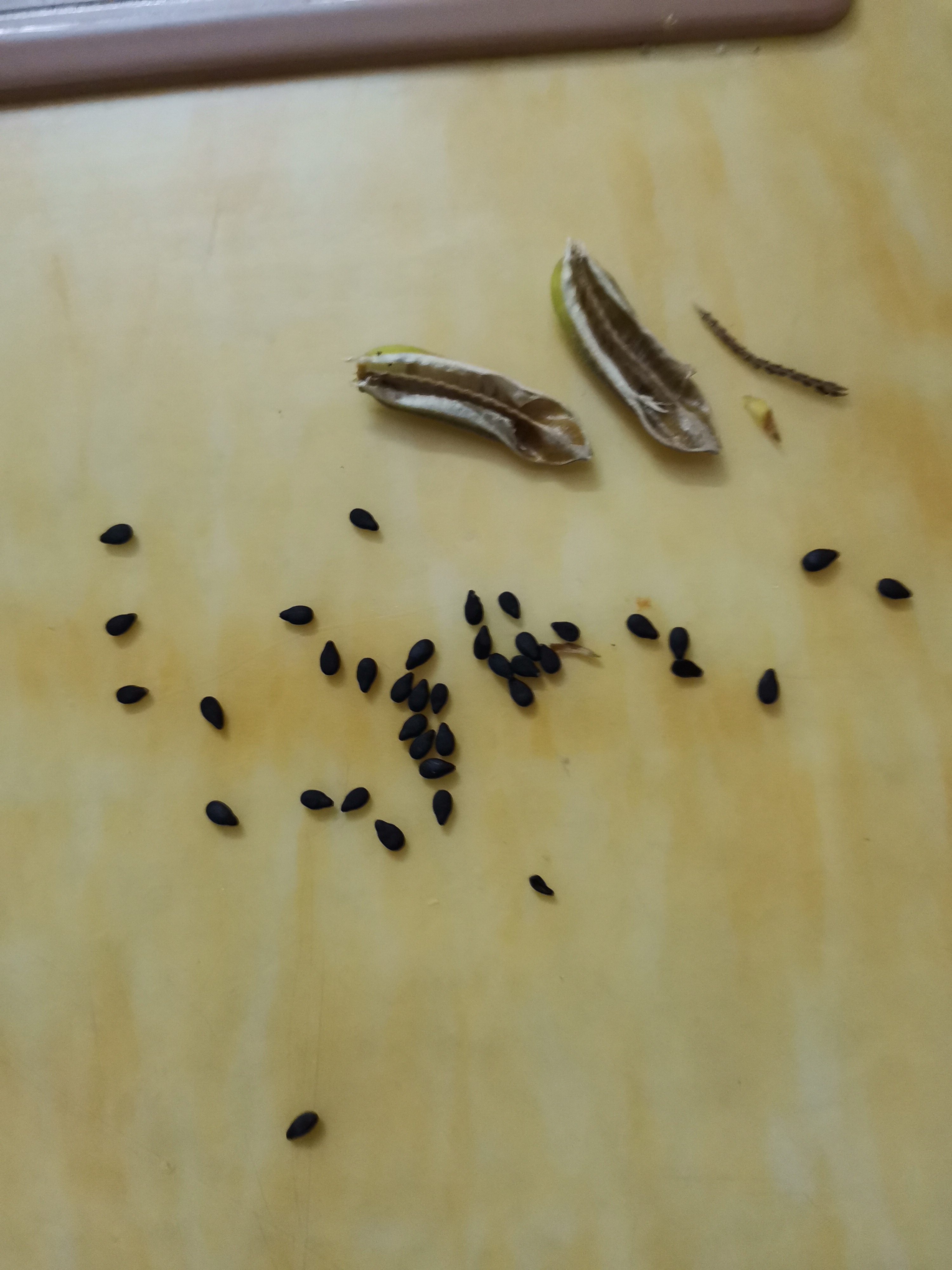 城市大玩家# @百家本地君 俗话说丢了西瓜捡芝麻,芝麻这么小,和西瓜