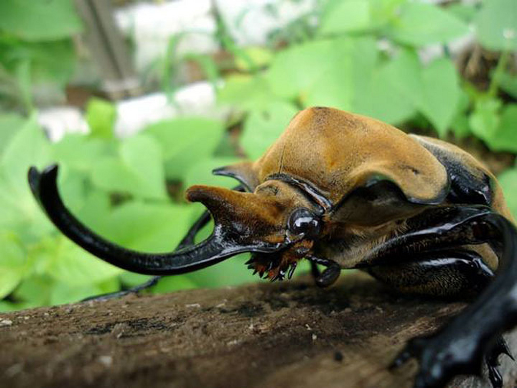 每天认识一种昆虫——毛象兜虫 鞘翅目,犀金龟科,象兜属昆虫.
