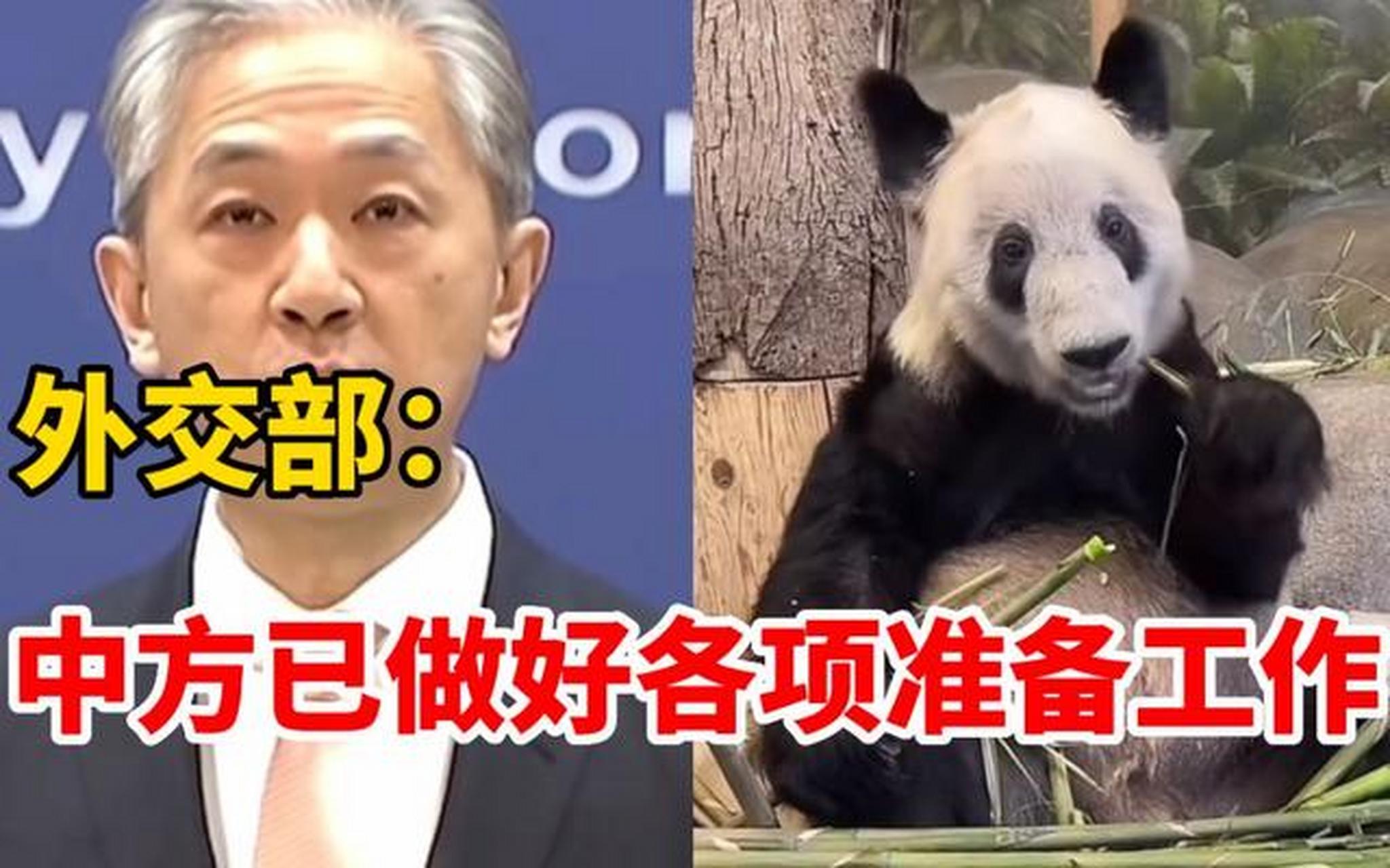 外交部正式发言旅美大熊猫丫丫乐乐即将回国,国家层面终于有了消息