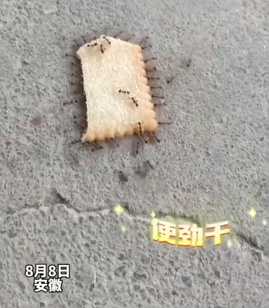 小小蚂蚁团结力量搬饼干,厉害了 下次遇到困难了,记得喊人[社会]