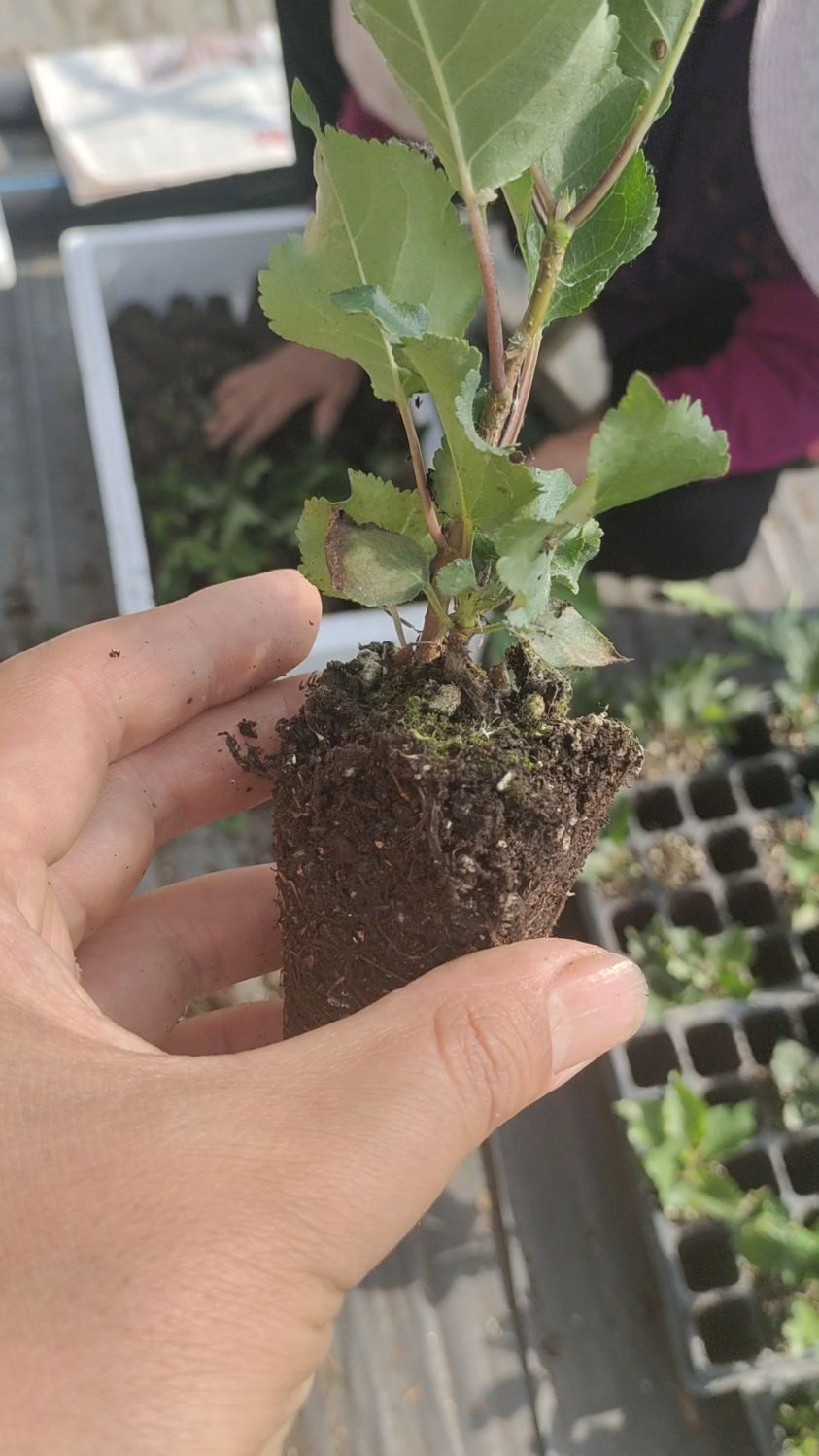 吉塞拉y1砧木苗!