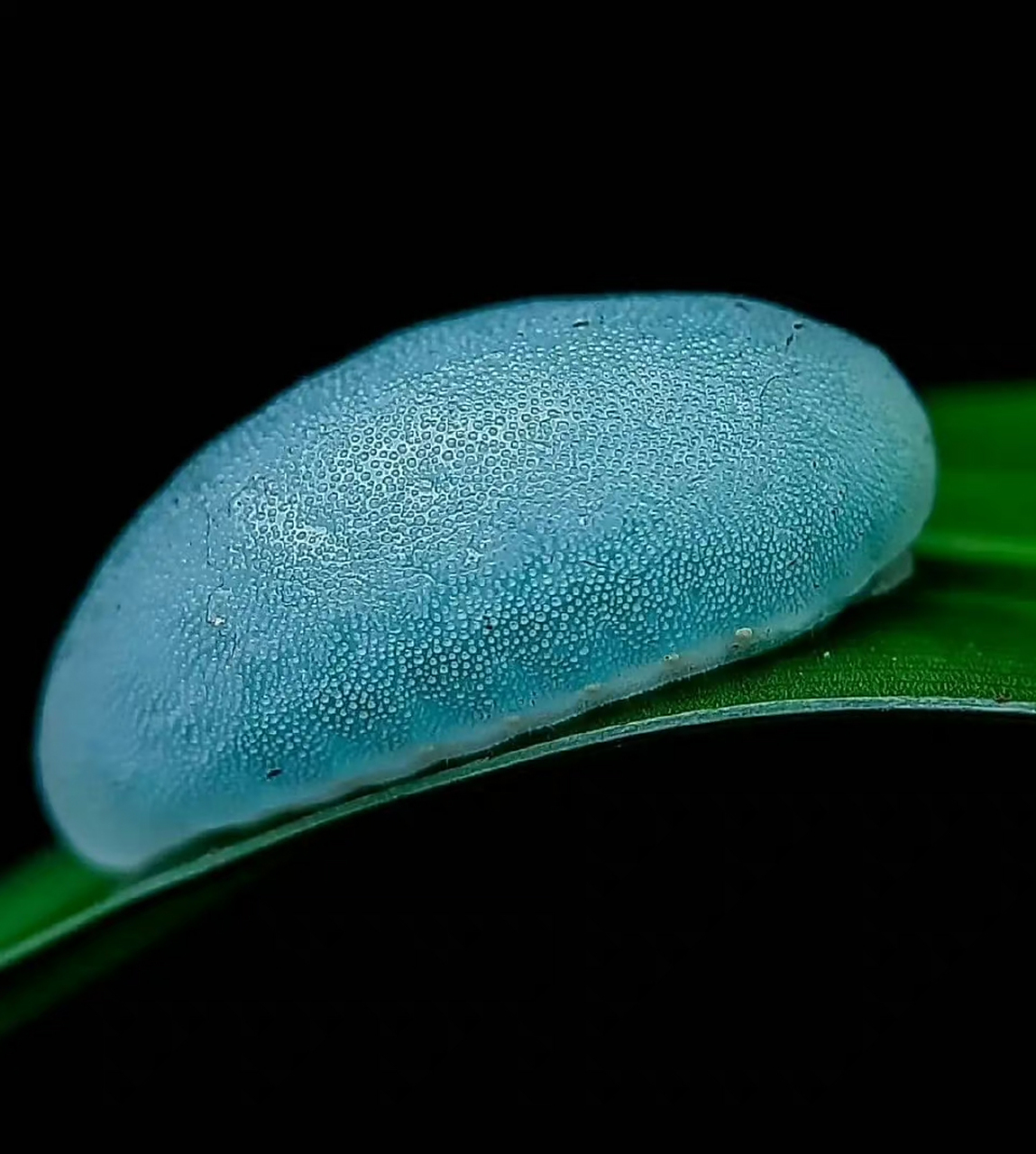 这是背刺蛾(belippa horrida)的幼虫,因为没有瘤刺(俗称毛,有毛的那种