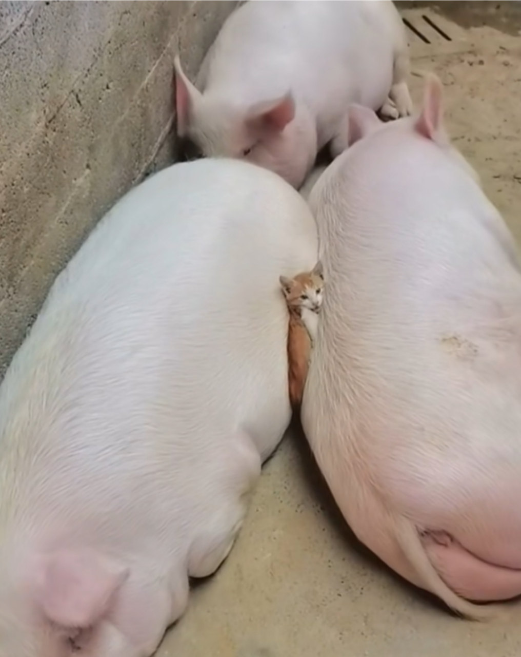 好可怜的猫咪,为了取暖,都把自己挤成肉饼了!