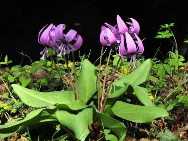 山芋头学名叫什么