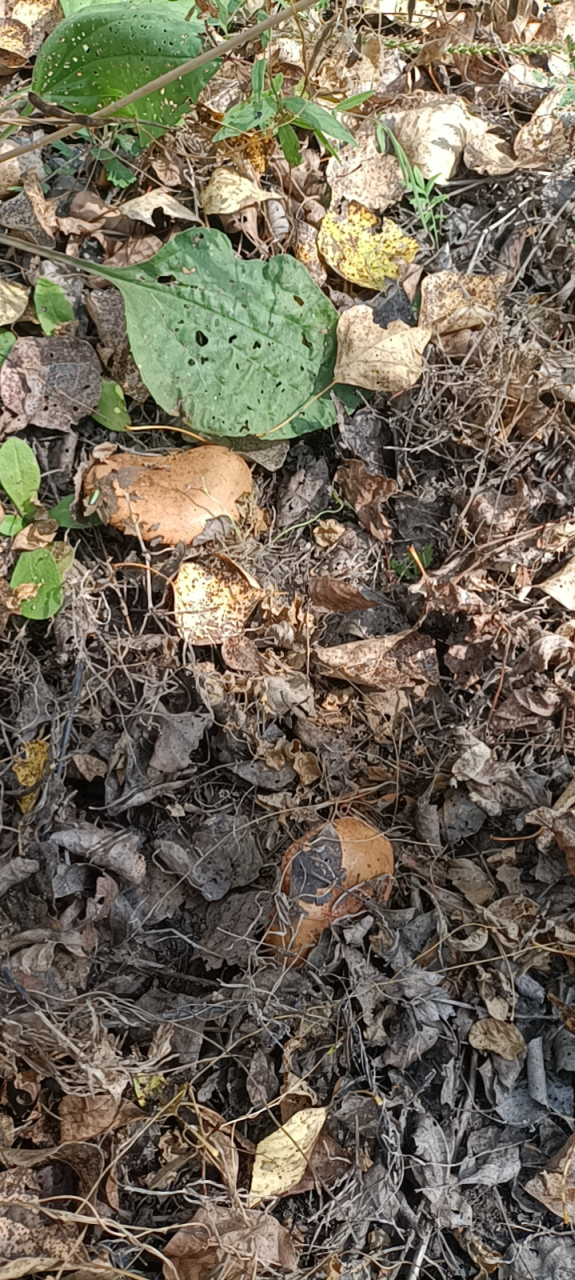 踩了小半桶油蘑,够吃好几顿了[大笑][大笑]