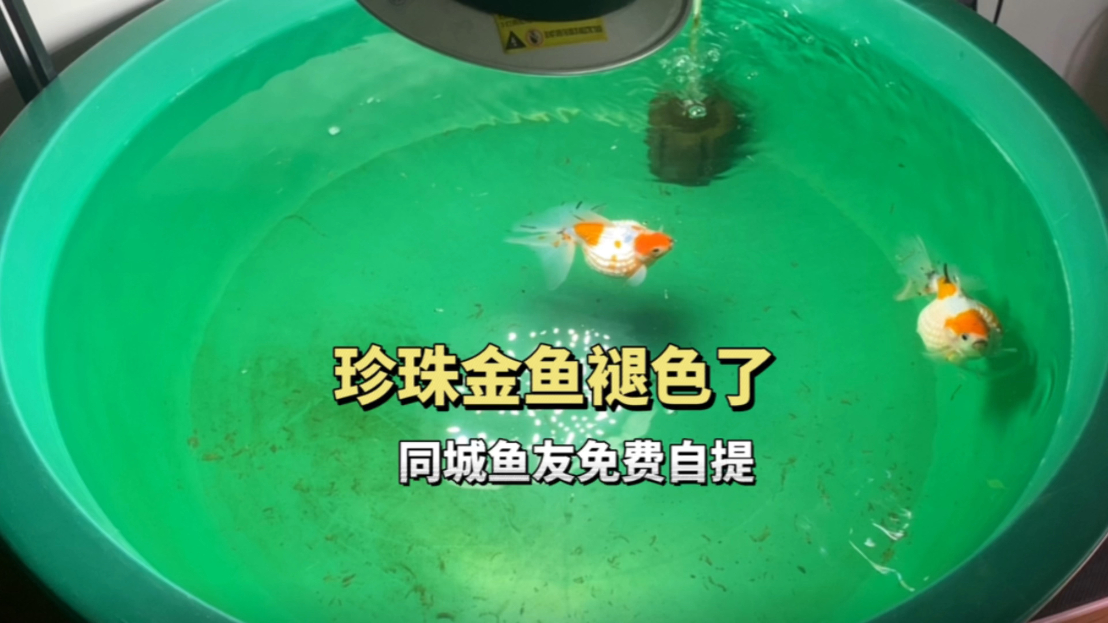 珍珠金鱼褪色了,同城鱼友免费自提