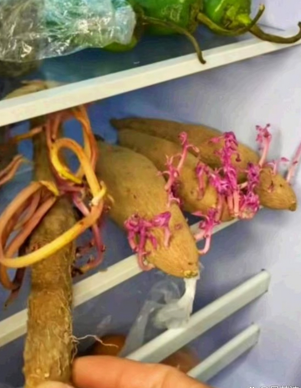 出差一个月回家,冰箱里的菜都长牙了,还能吃吗?