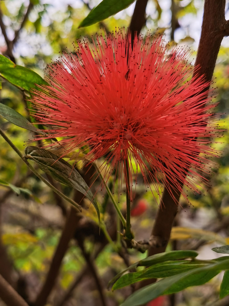 红色合欢花,花语夫妻恩爱,合家欢乐.