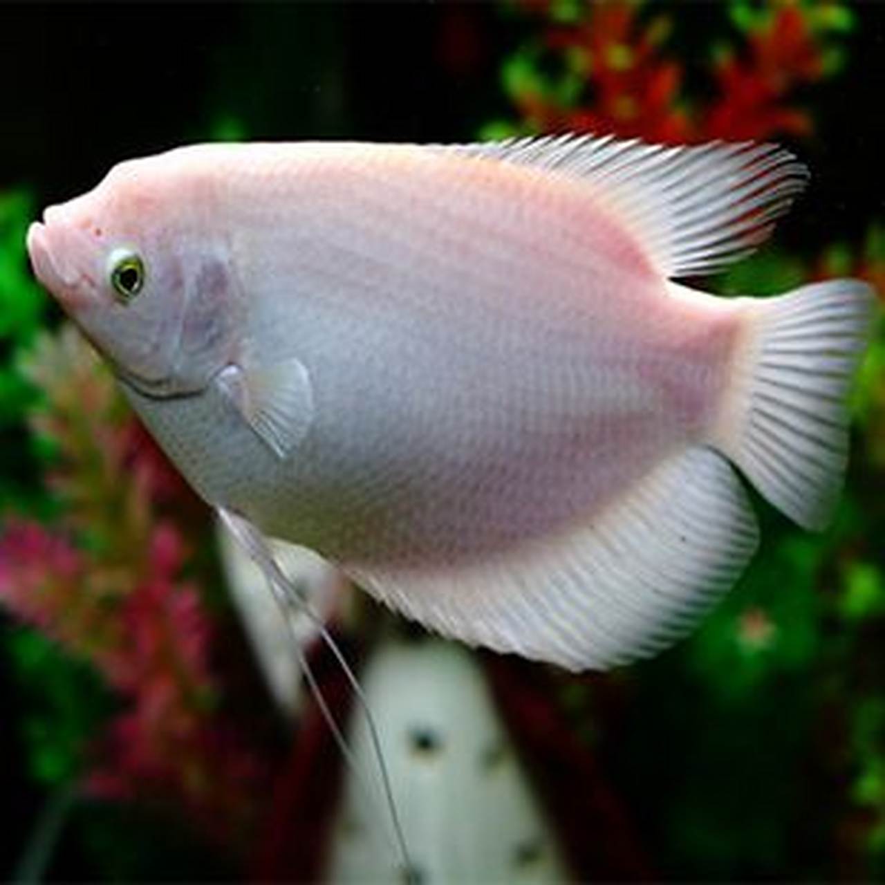 观赏鱼# 招财鱼,又名战船.