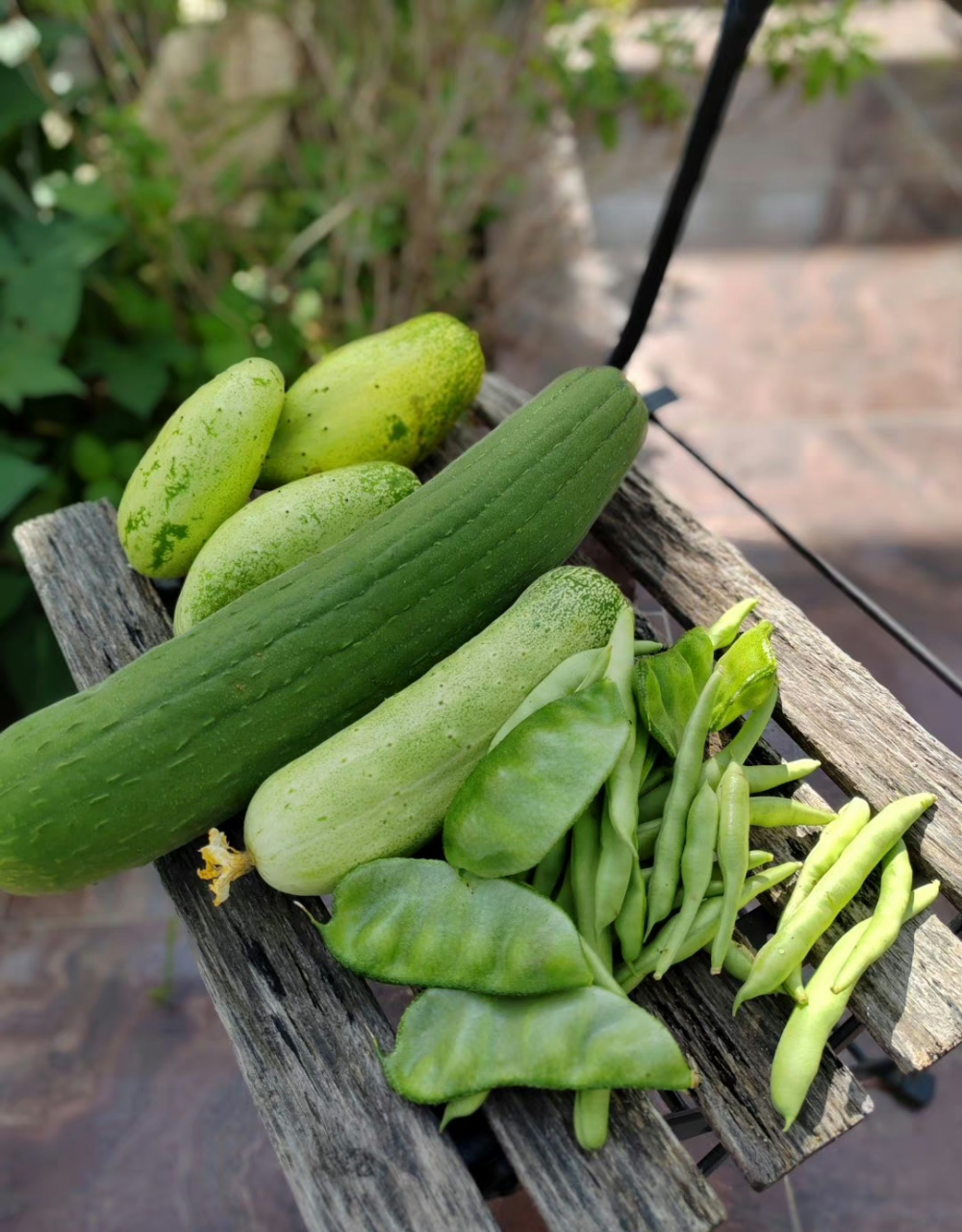 一早收获的歪瓜裂枣