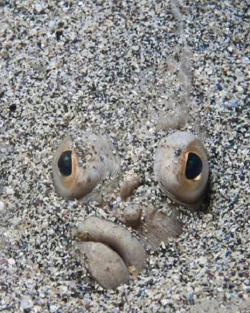 比目鱼宝宝小时候的样子vs长大后的样子 676767