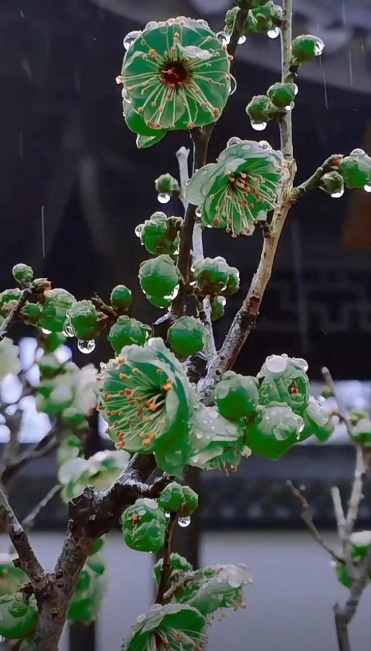 它属于梅花品种分类系统中的真梅系直枝梅类绿萼型