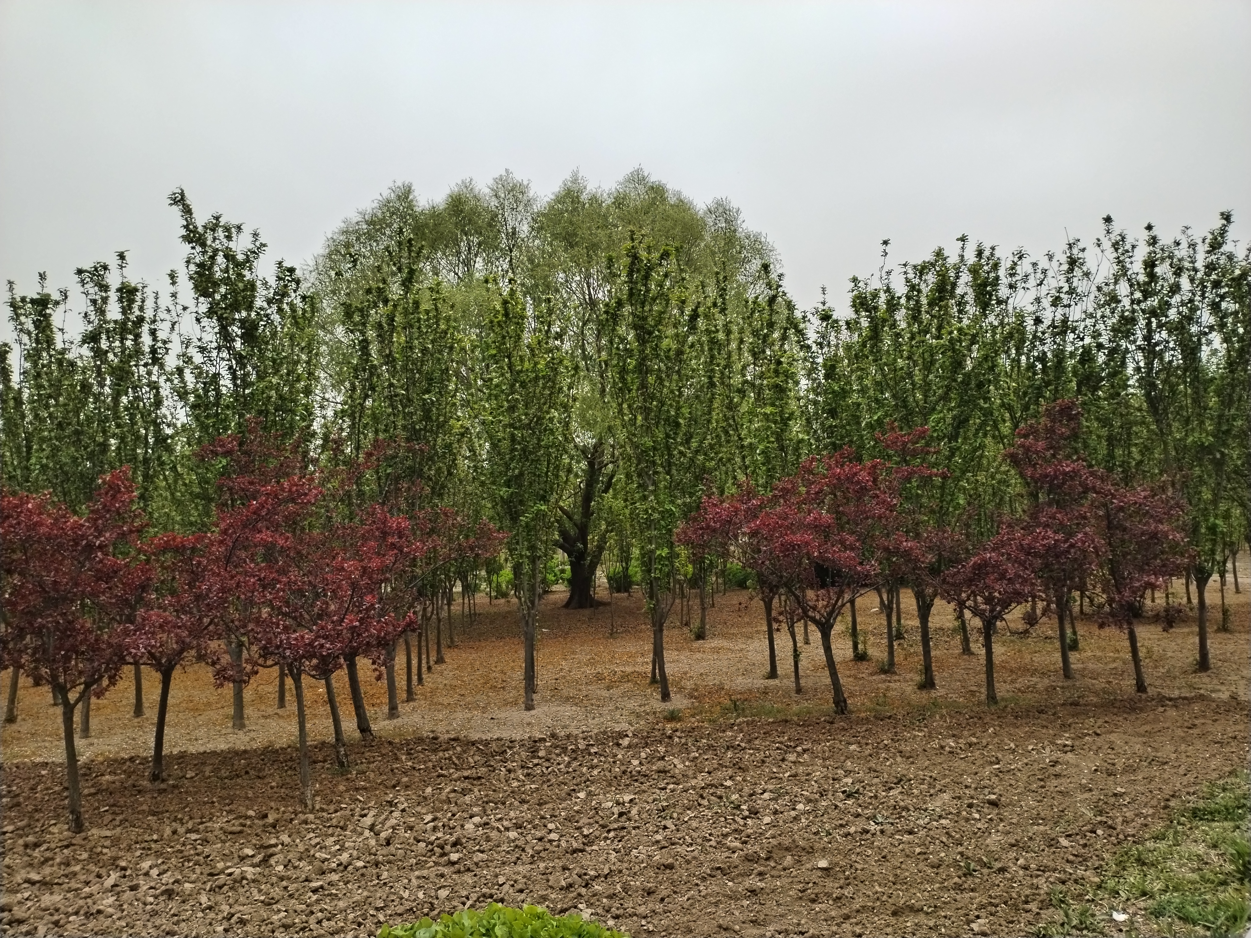 无棣清波烟雨植物园