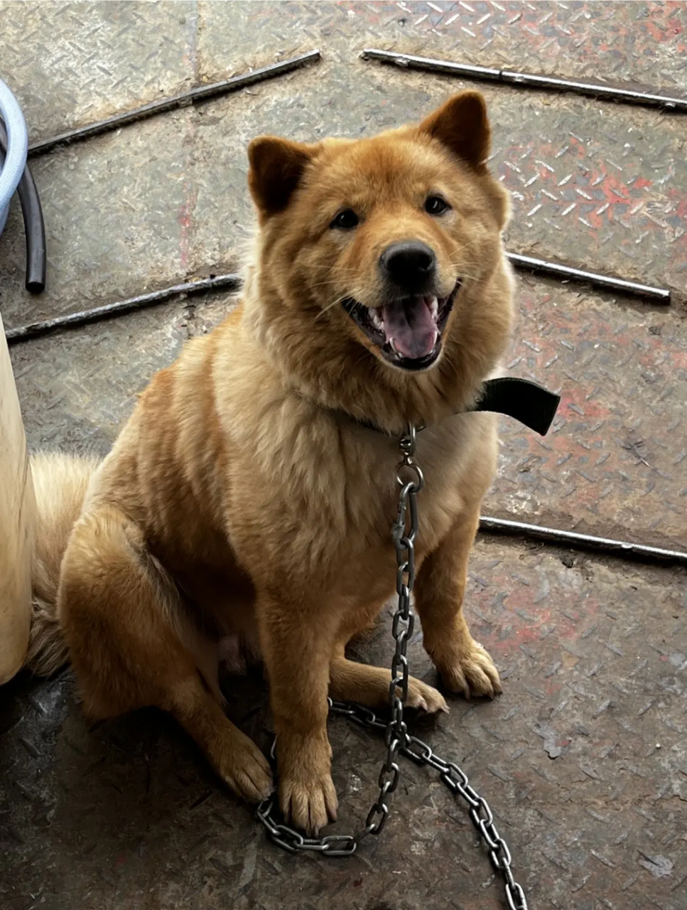 好可爱的土狗啊,笑起来的样子真甜![大笑]#中华田园犬