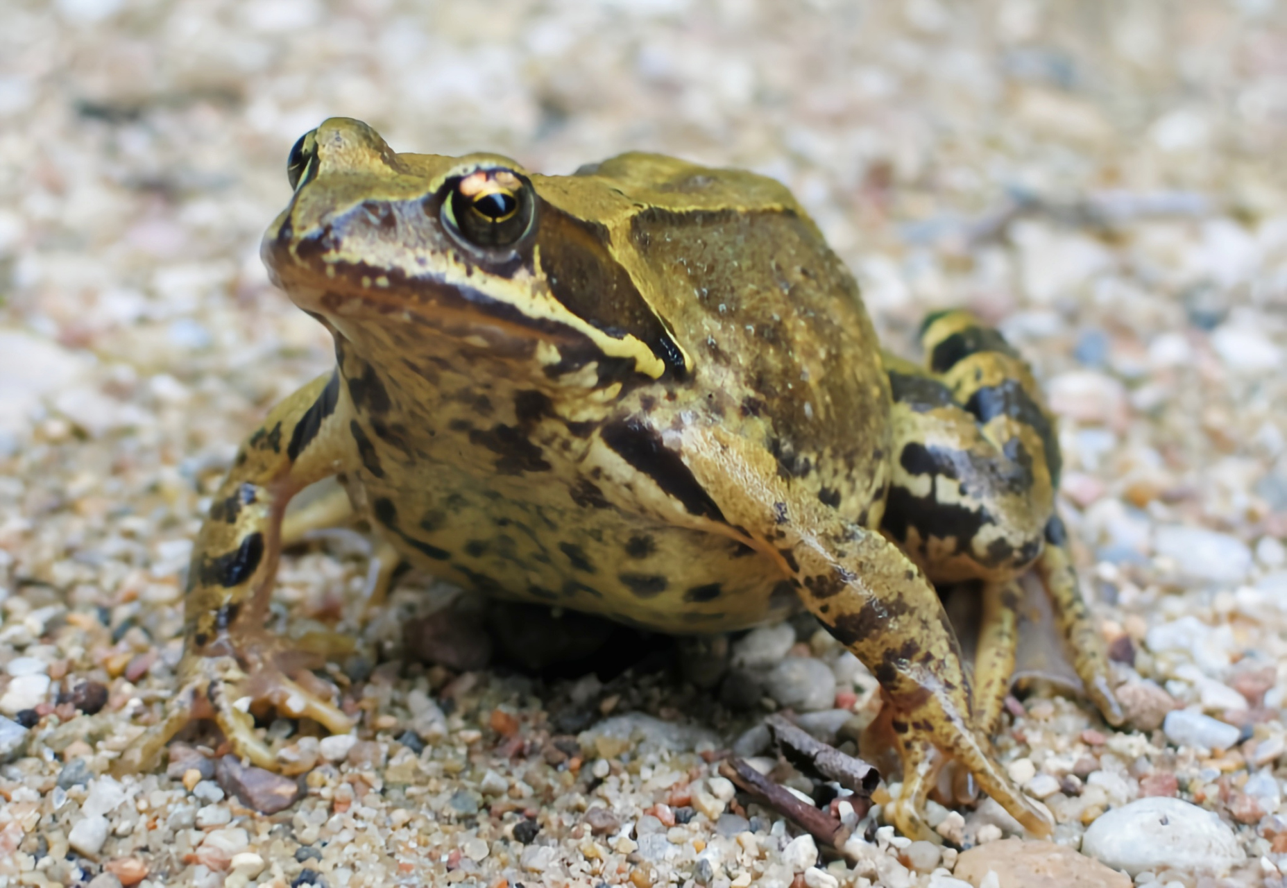 每天认识一种动物——泽蛙 泽蛙别名泽陆蛙,原产于我国秦岭以南的平原
