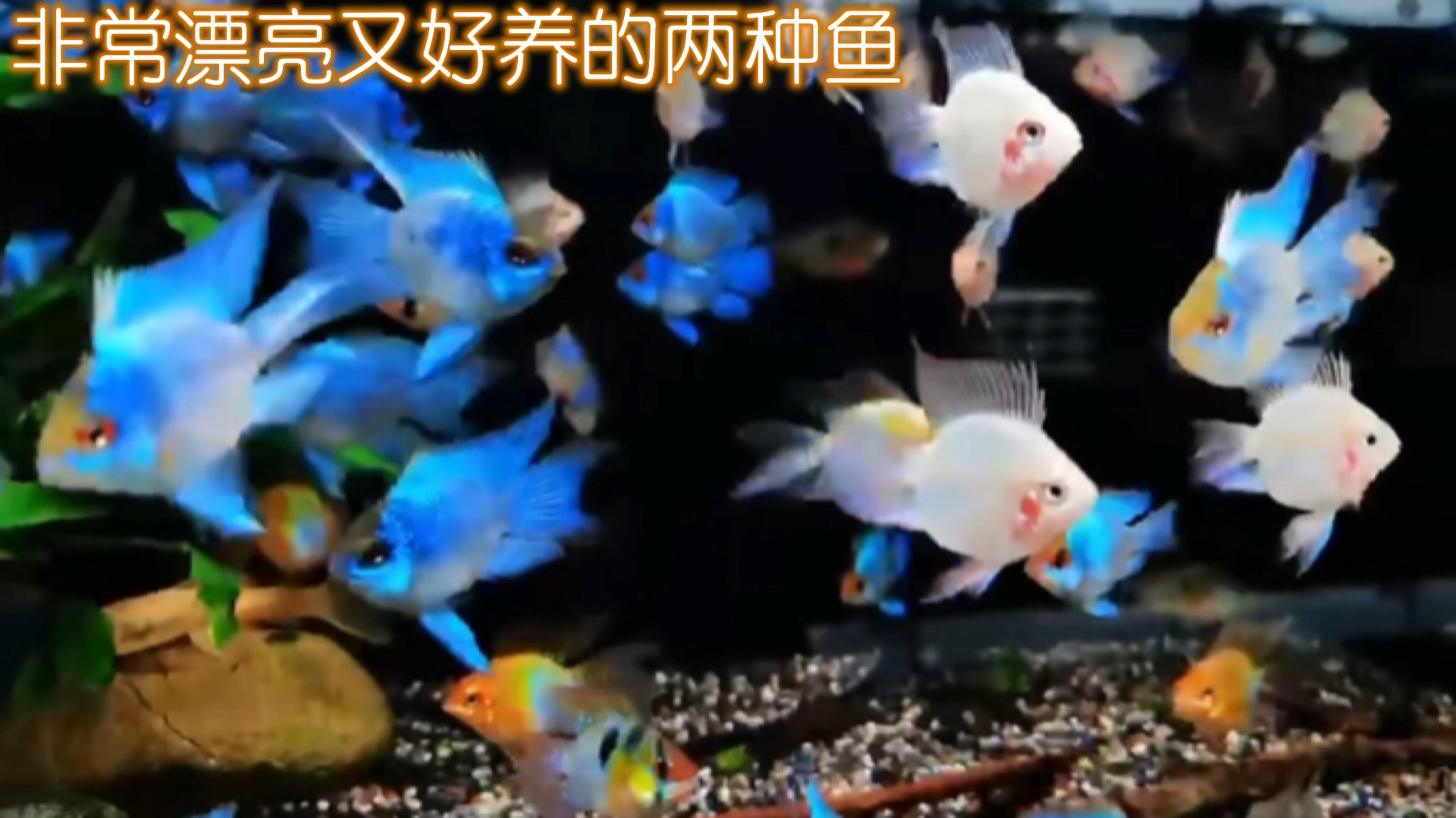 非常漂亮又好养的两种鱼