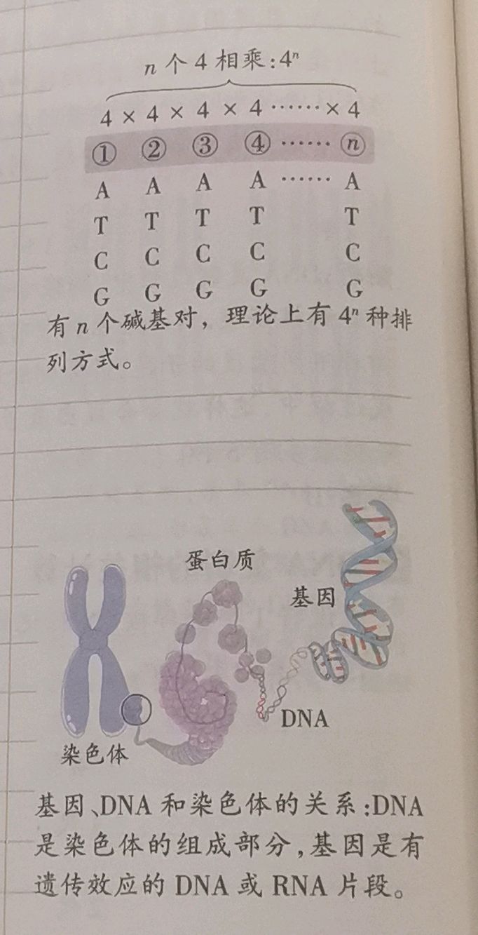 高中生物知識:基因的本質