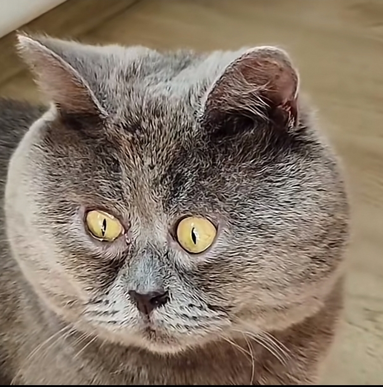 唐氏喵的n种形态,真是各有各的特色,自行体会吧 #每周创作进行时