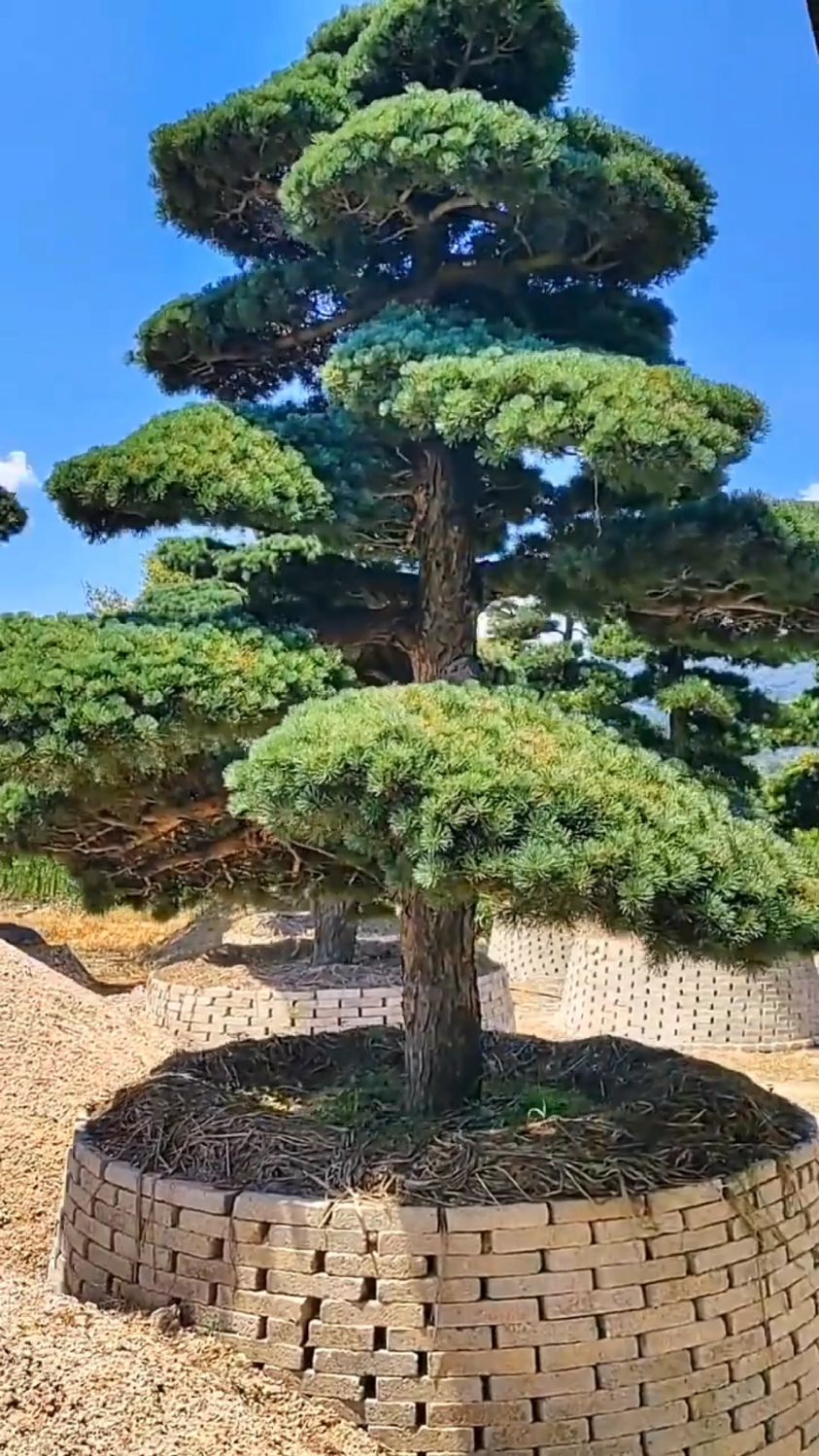 唯美造型五针松,地径25