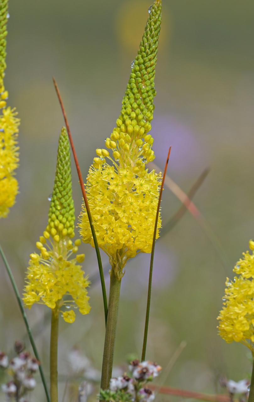 阿福花科 粗尾草属 优雅粗尾草 bulbinella elegans #ai助手创作季