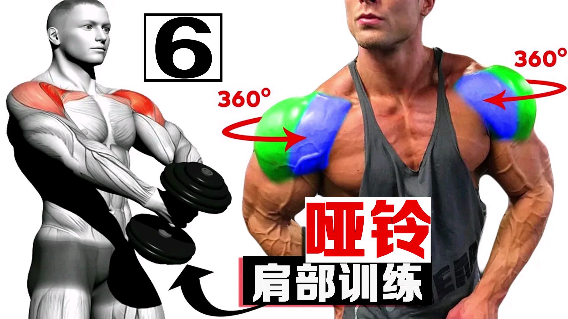 只用一副哑铃，如何练好肩部肌肉？6个动作让你的肩膀更宽更结实