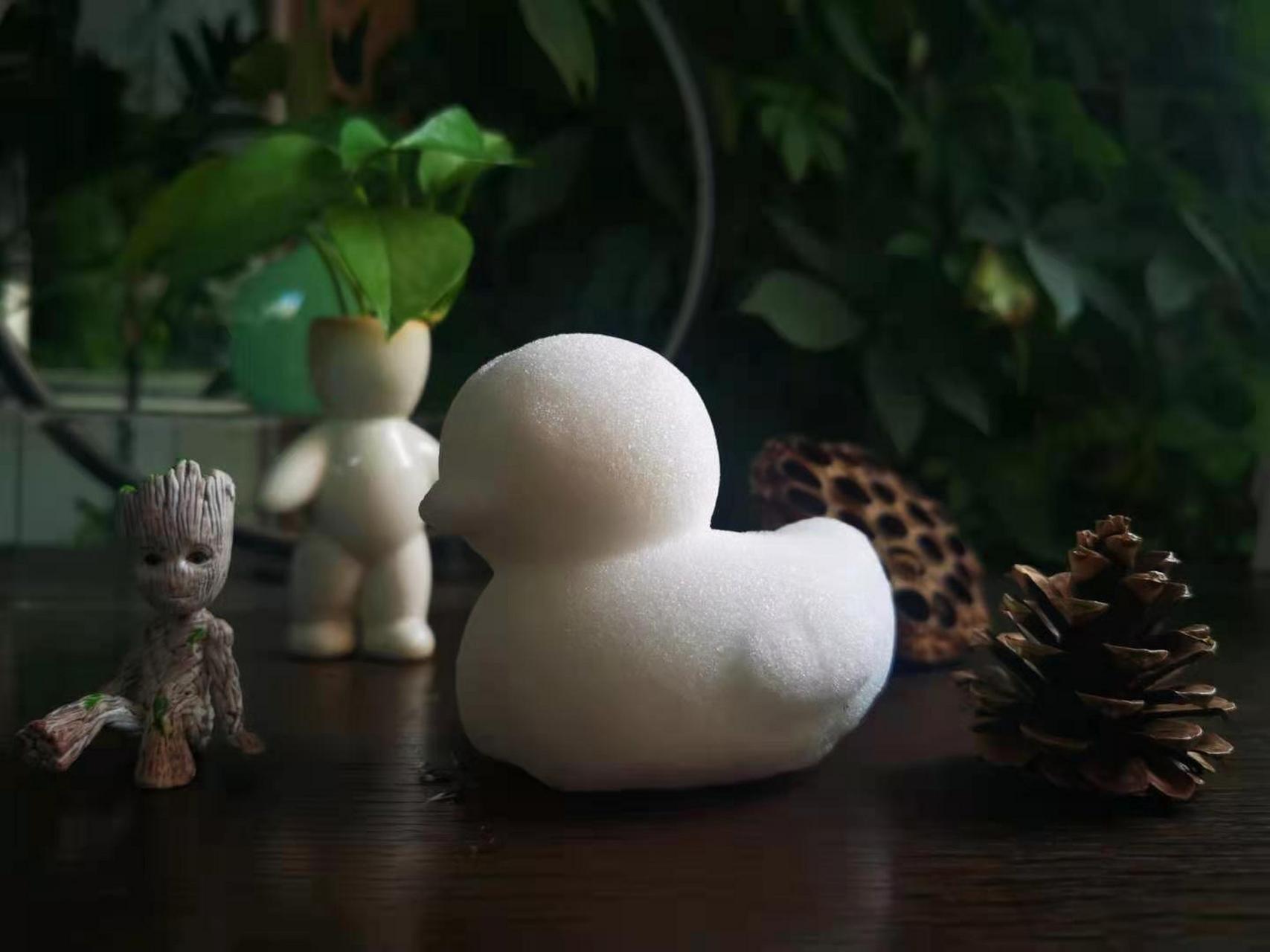 【王刚】小雪鸭的"嗨森林"旅行  生于银白,行走森林; 与绿为伴,用爱相