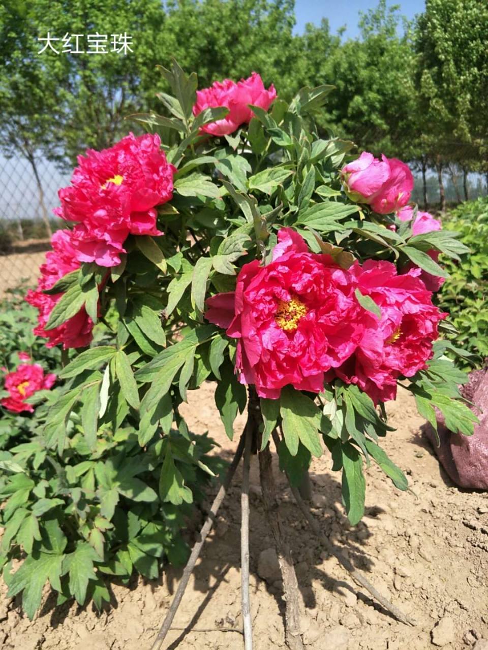 牡丹独杆,大红宝珠,现仅存一棵