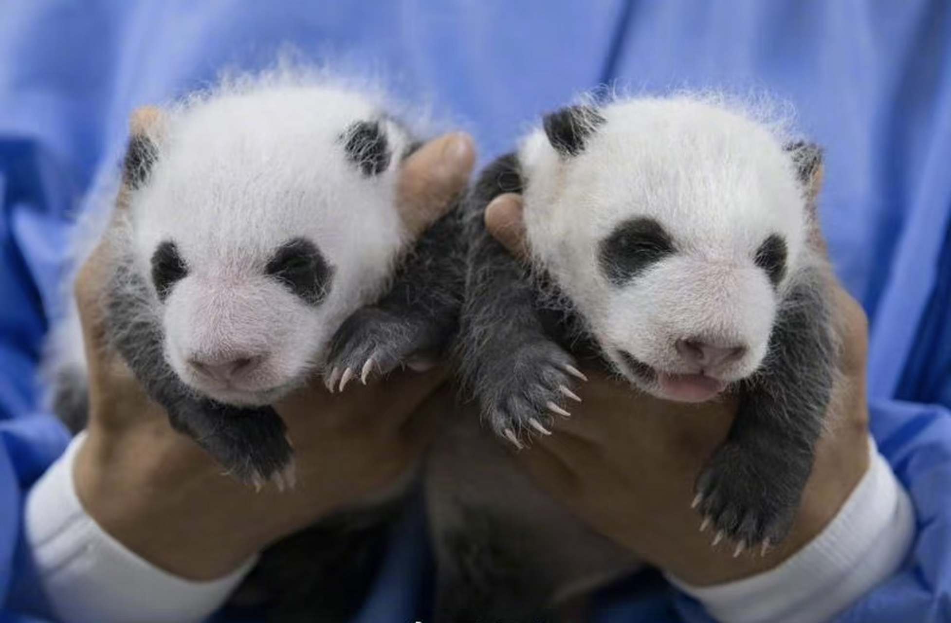 好可爱!#爱宝双胞胎宝宝满月照# 来了!