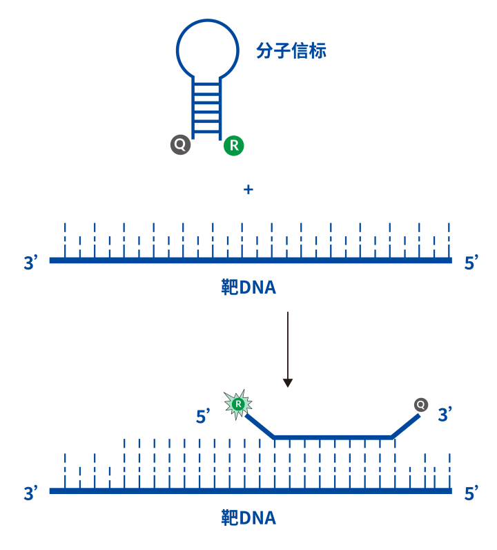 DNA探针图片