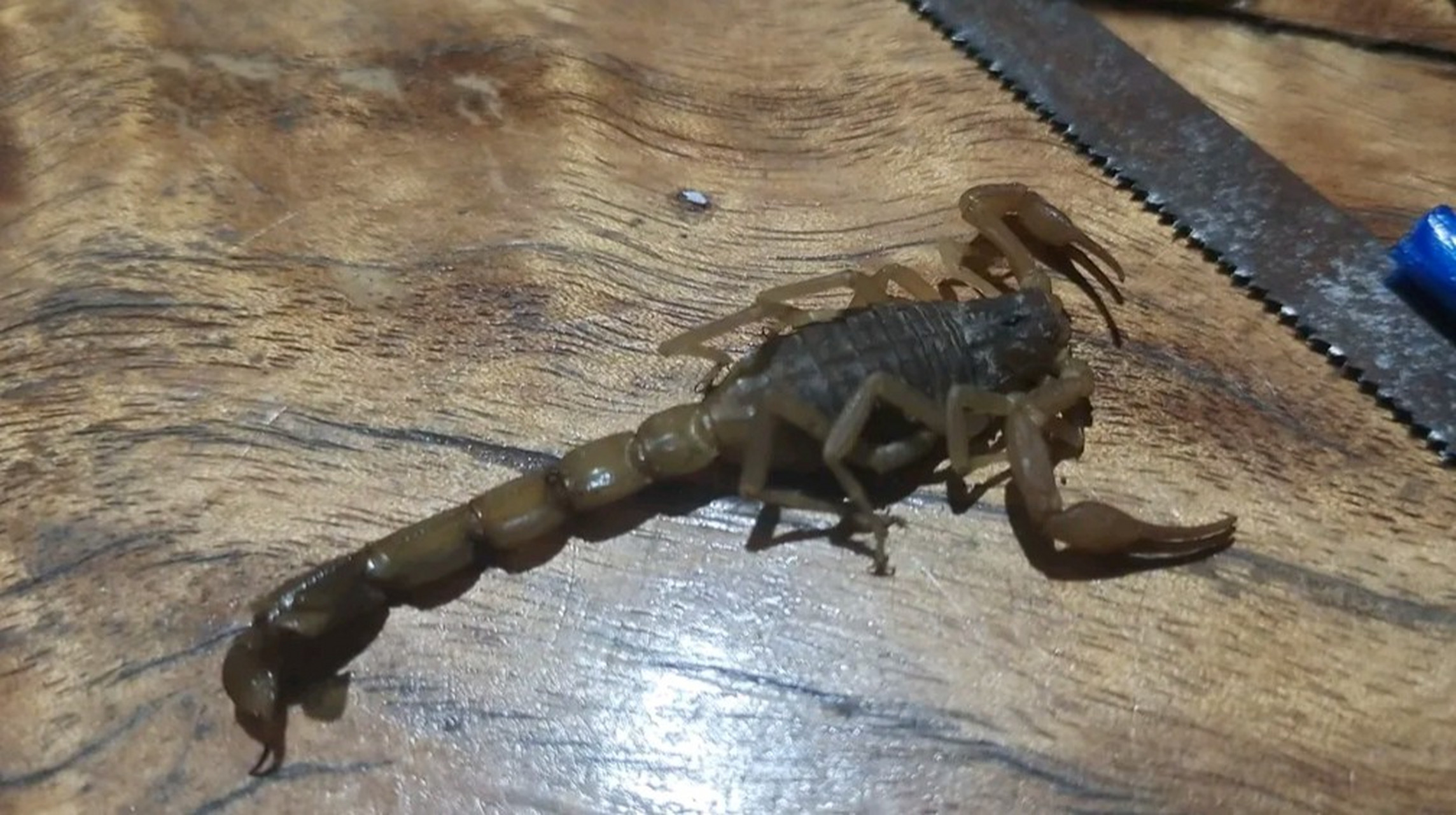 家里又进蝎子了,把我吓出一身冷汗.