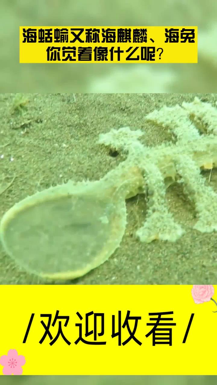 海蛞蝓又称海麒麟,海兔,你觉着像什么呢