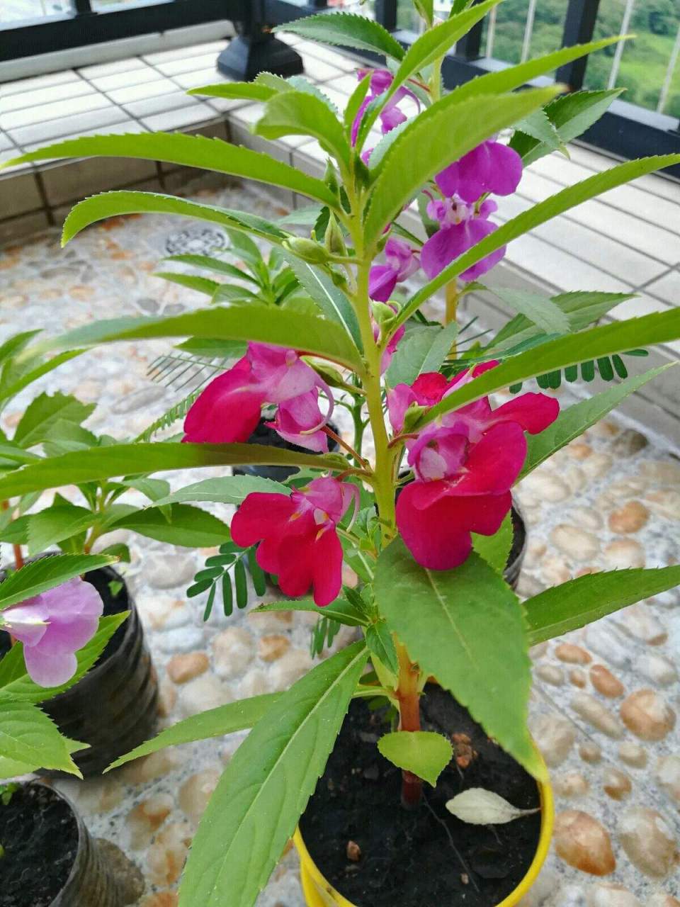 凤仙花科凤仙花属的一年生草本植物,株高60~100厘米.