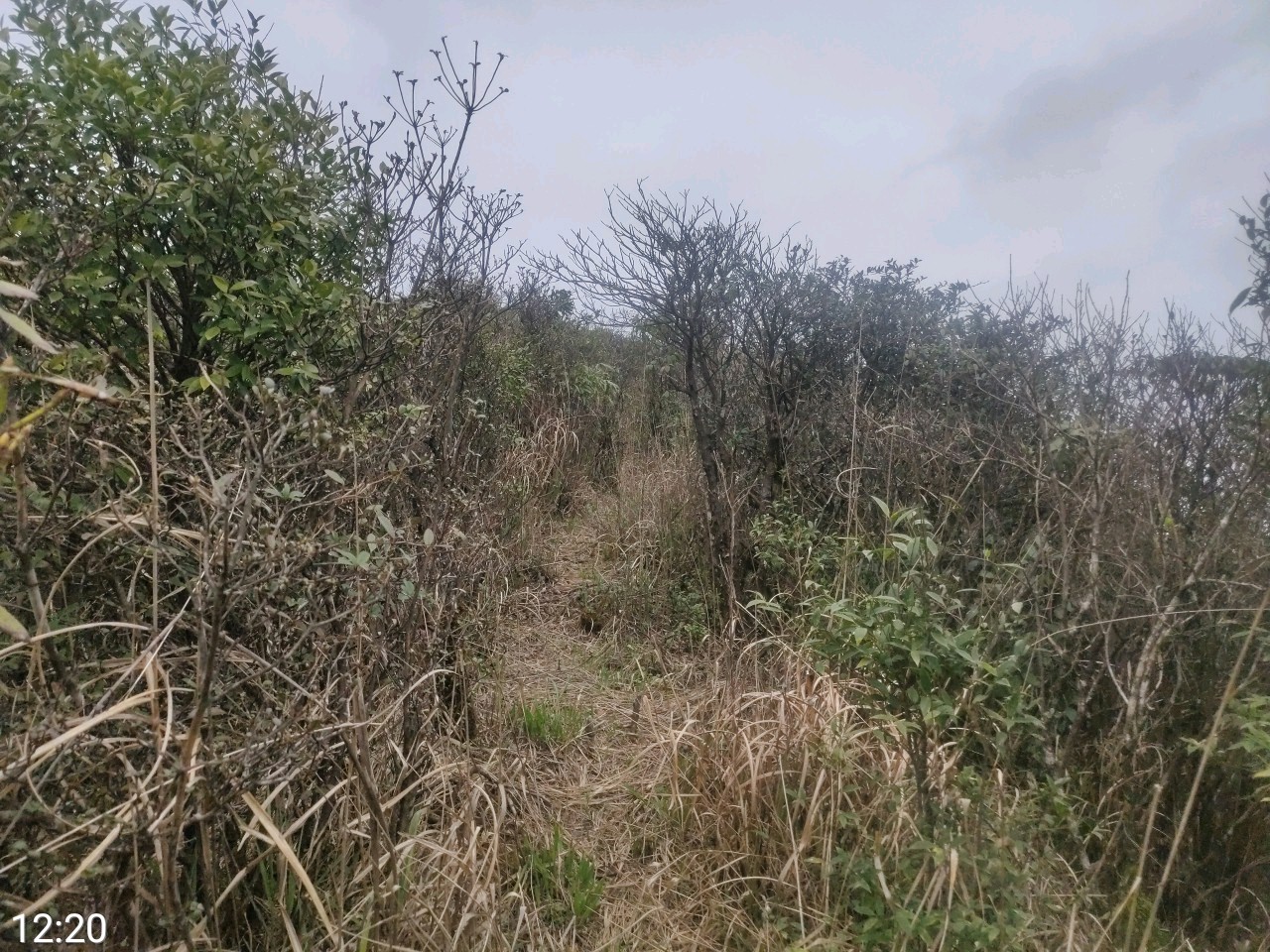 203~205,2021年清远连山县大雾山,政岐山,红泥埒三峰连登