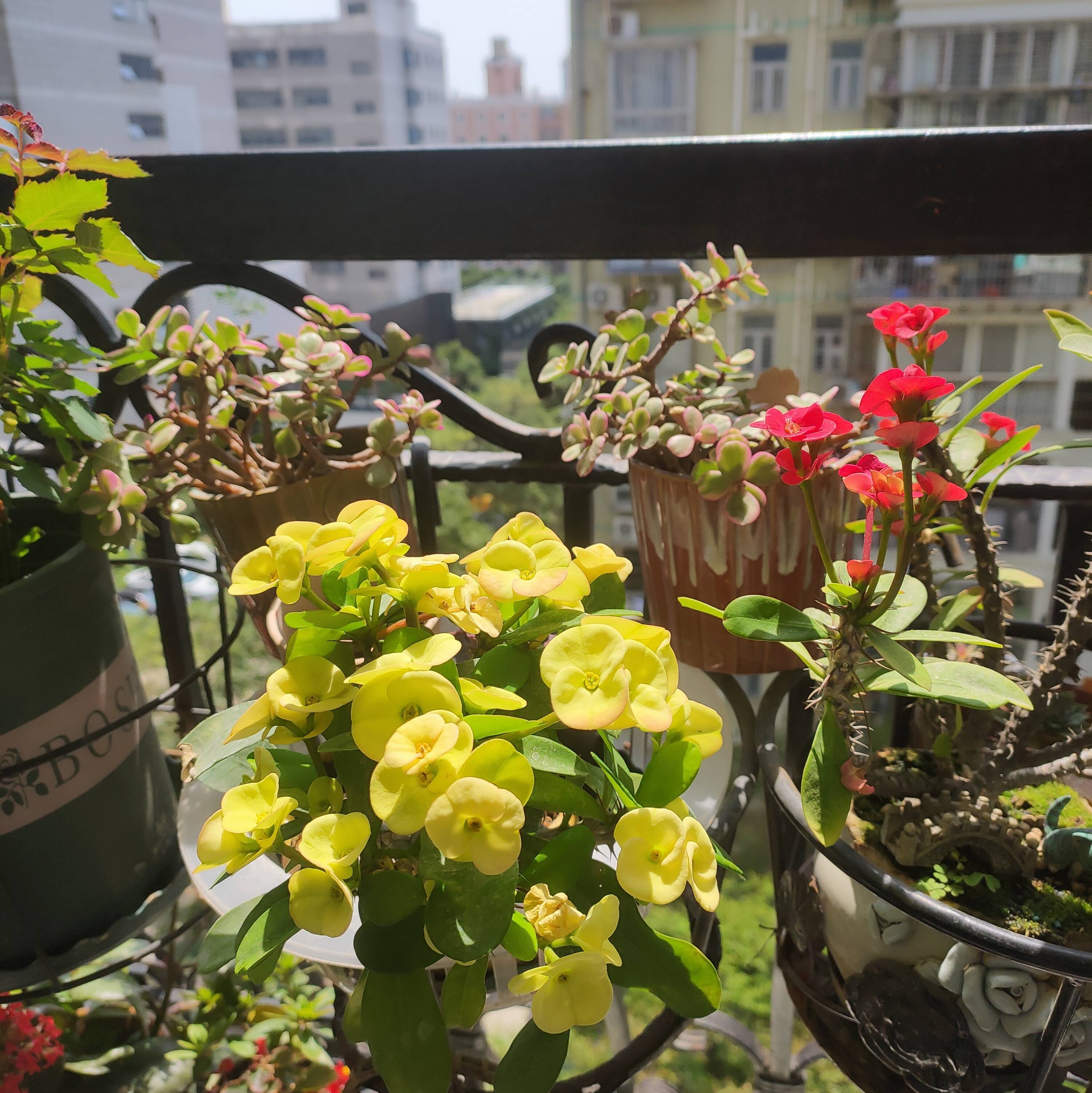 阳台养花3个"诀窍",什么花都能养好,开得多,花色艳,叶茂盛