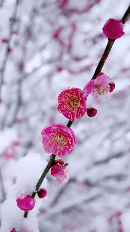 惊艳的梅花盛宴踏雪寻梅乐趣多雪中梅花更娇艳