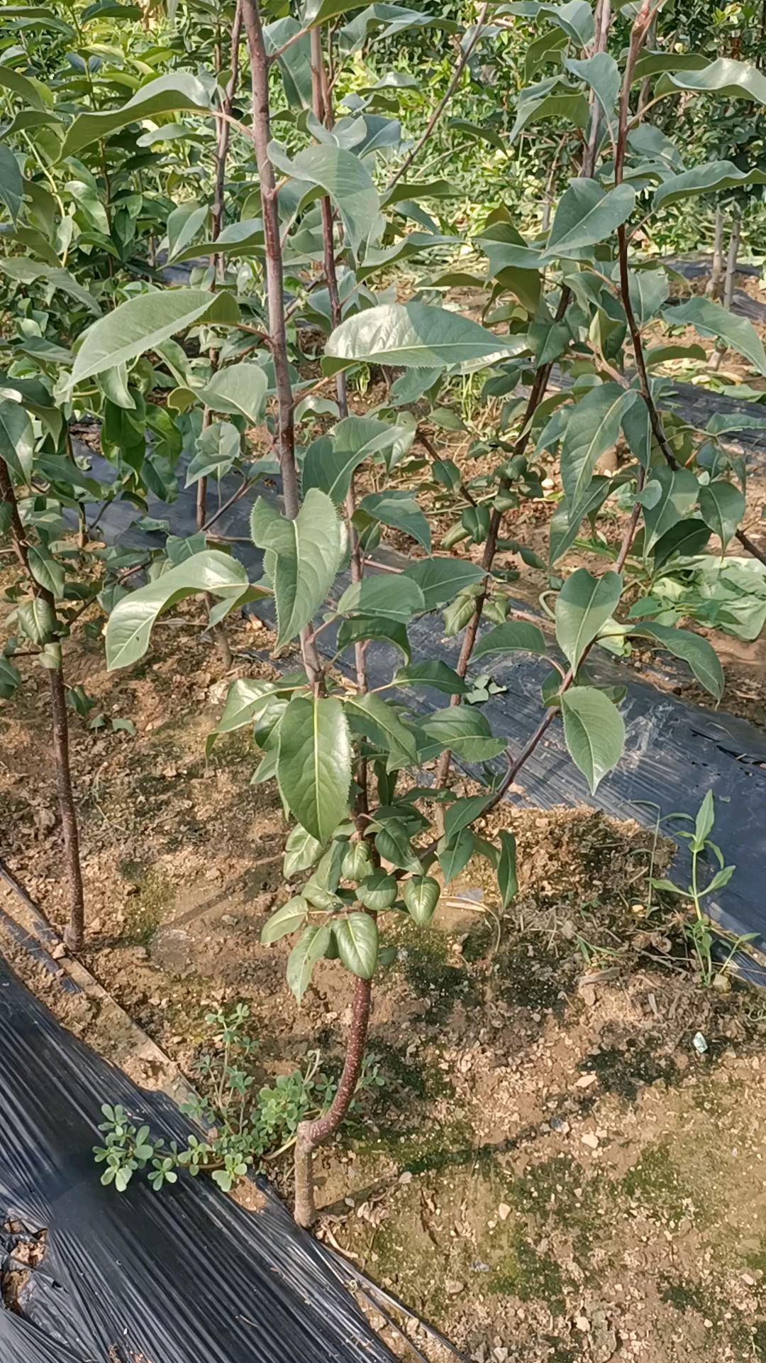 早酥红梨苗,彩虹梨树苗,品种保证,口感脆甜