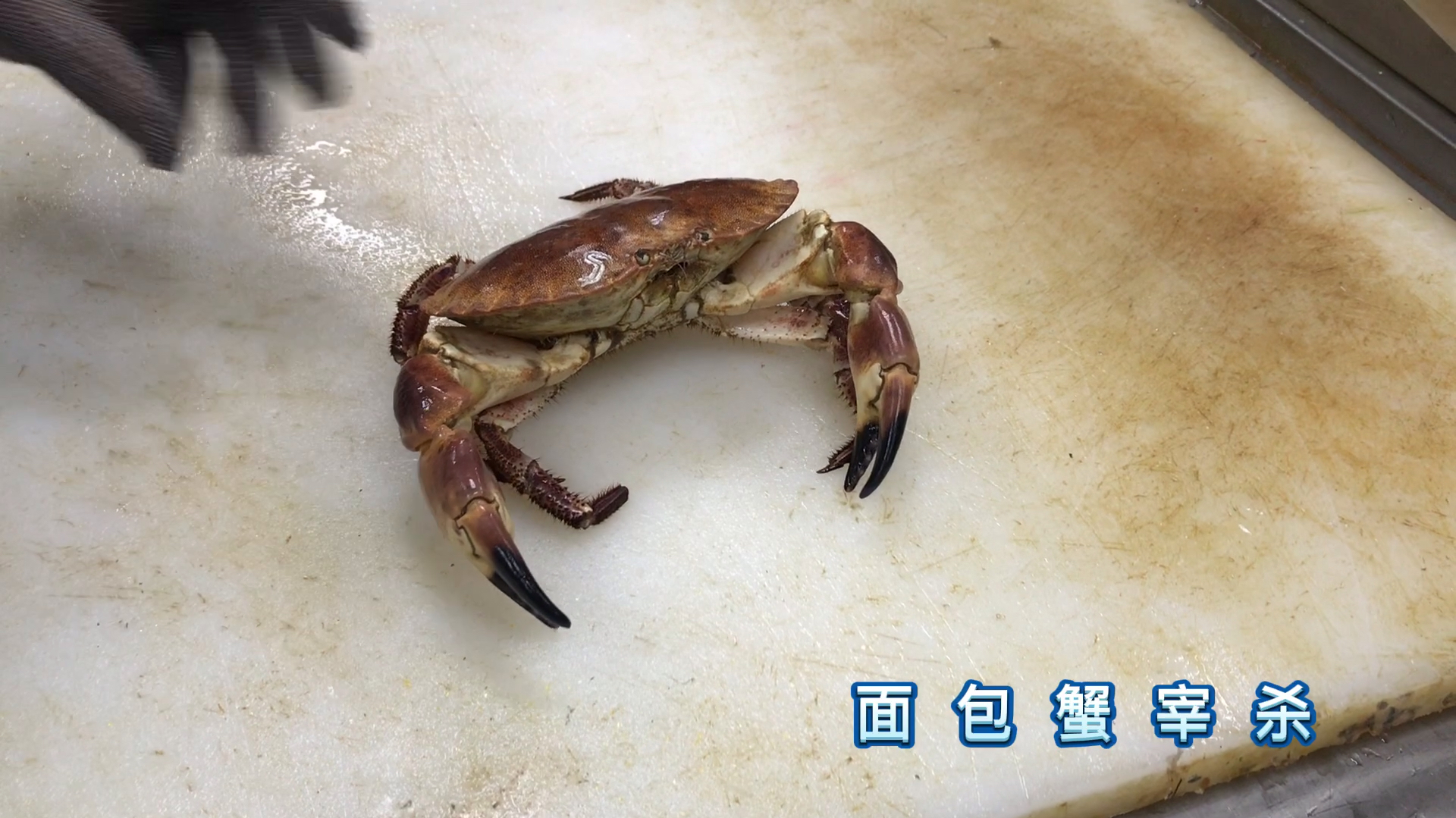 面包蟹是怎么宰杀