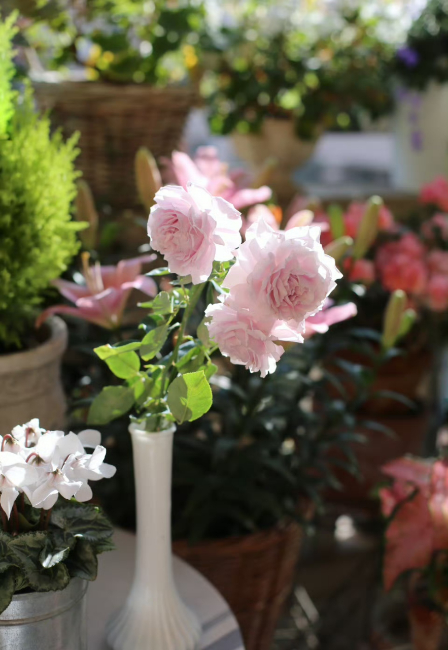 月季蜻蜓秋花,可爱的波浪边边又温柔又美,花朵标准的