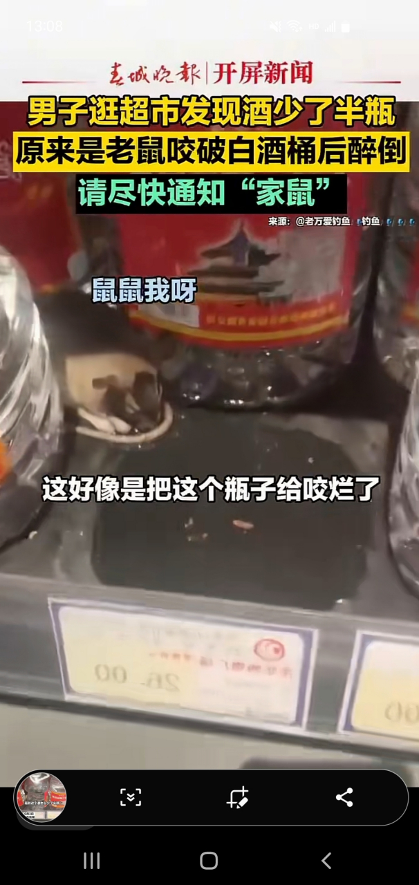 老鼠喝酒花图片