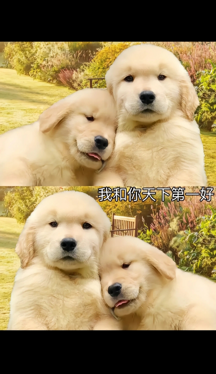 天下第一好的狗子