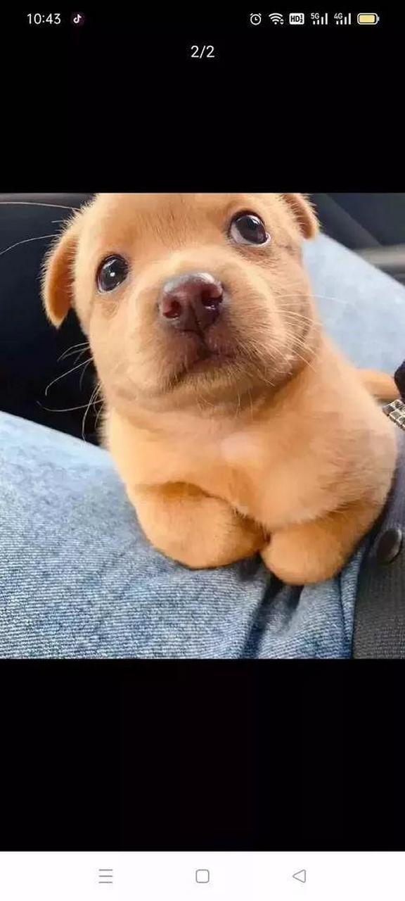 朋友送的,帮我起个名字呗!不能姓黄,但要体现他的黄