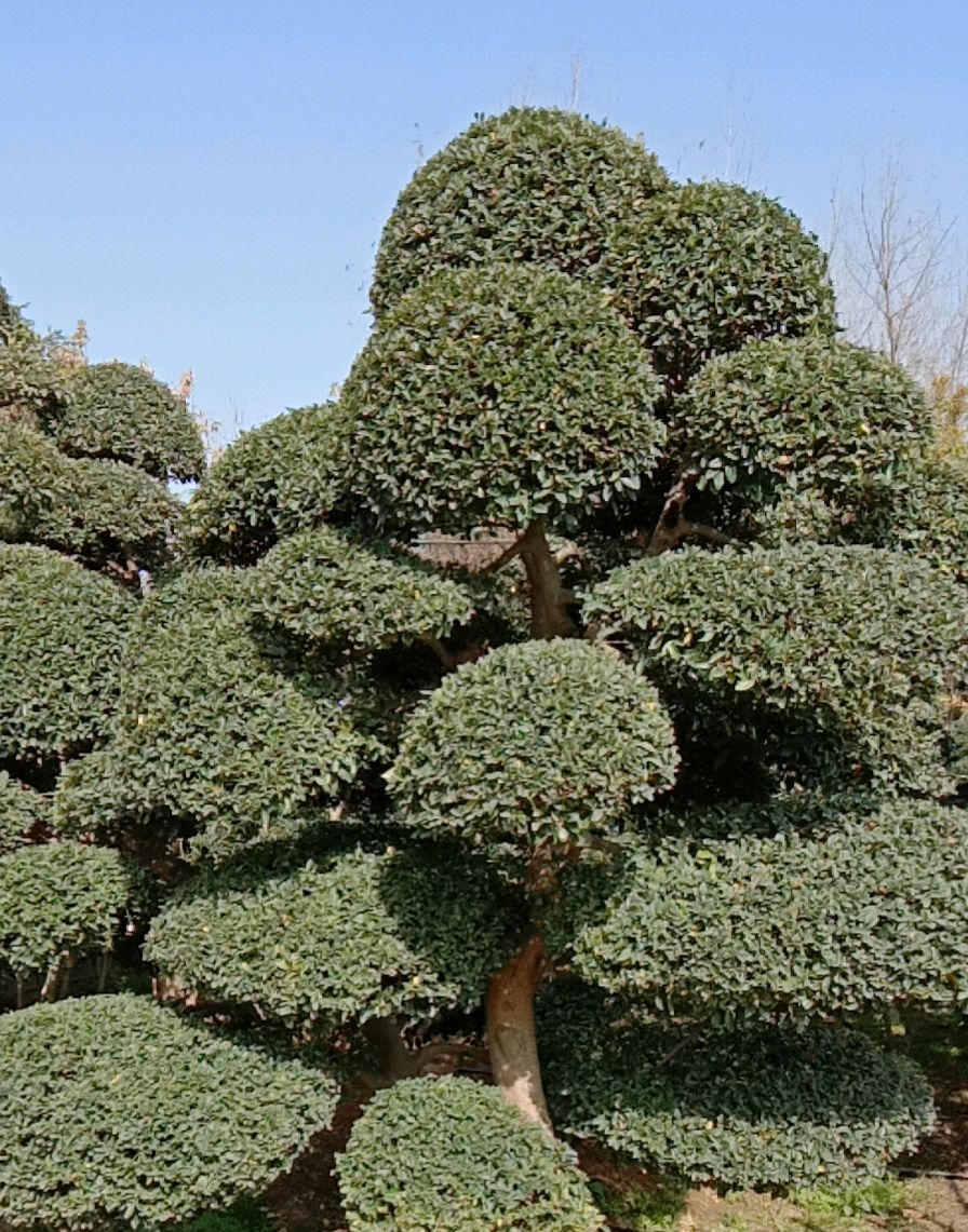 各种小叶女贞造型树