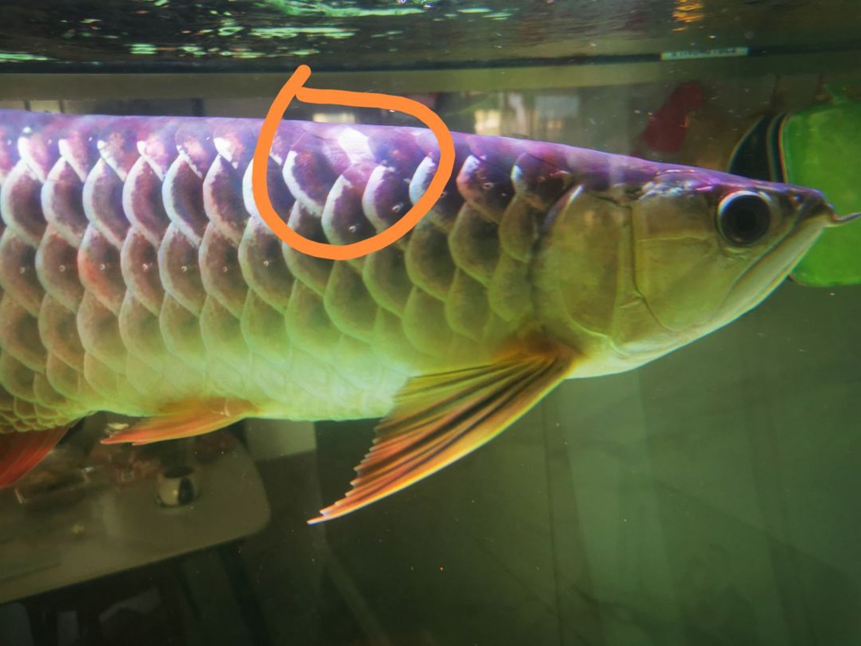 龙鱼吃食时跳的太猛把鳞片撞掉了,还能长回来吗?