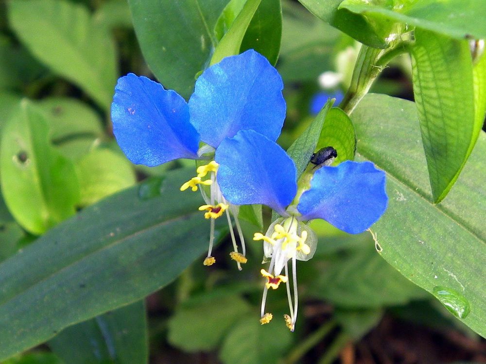 碧蝉花 极简主义的唯美 野花亦有生命的意义 水田边童年的回忆