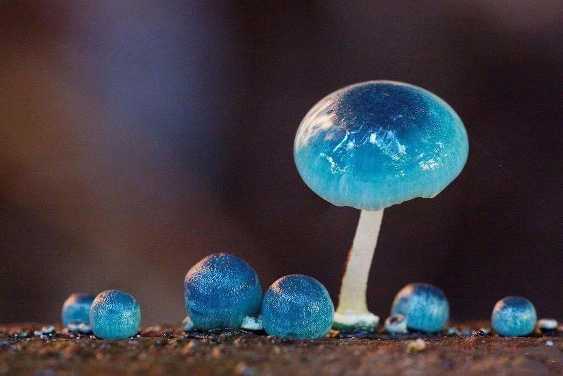 这是不是传说中的蓝瘦香菇?吃了会发生什么?