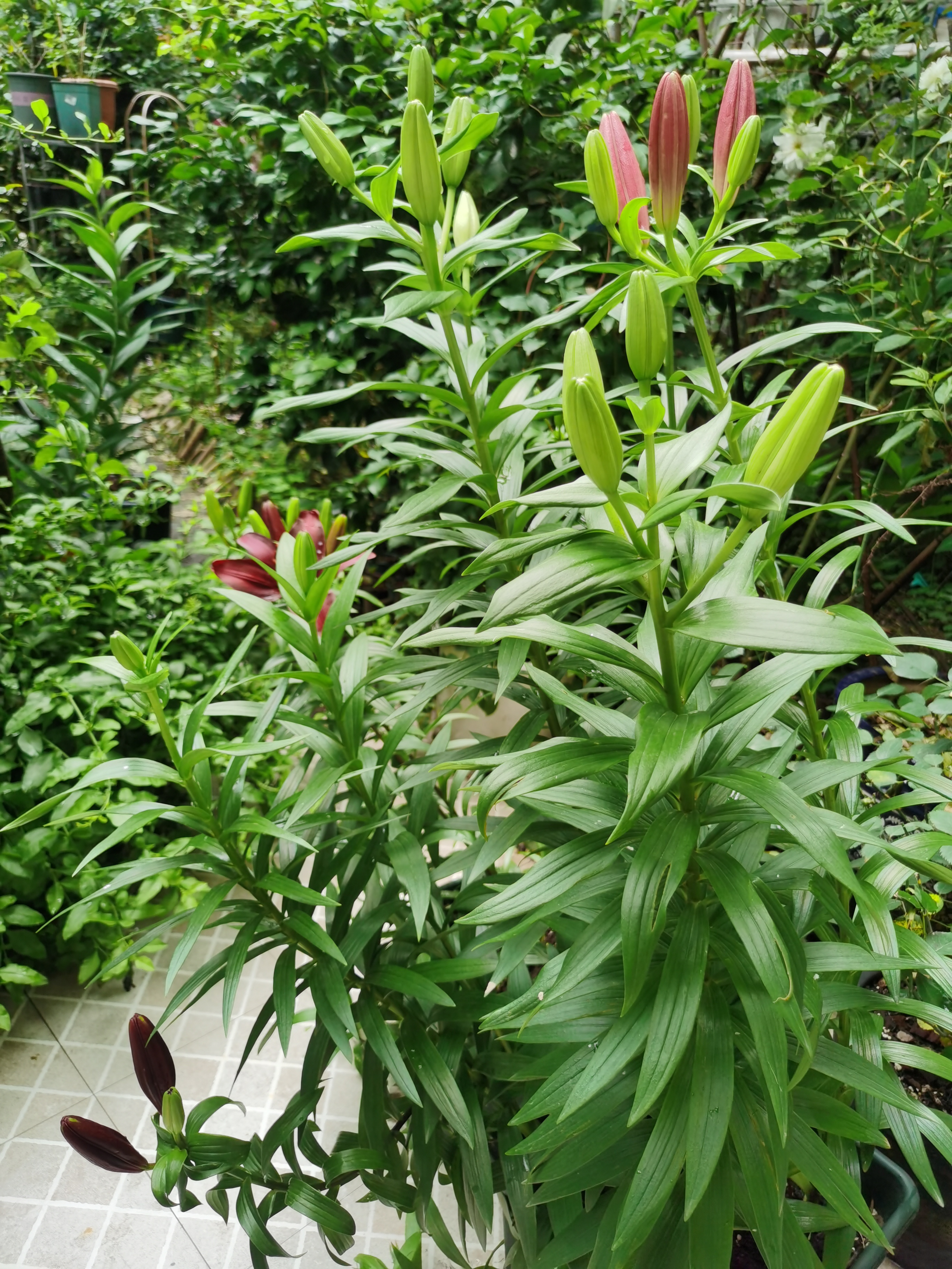 百合花不同日照花苞数量状态